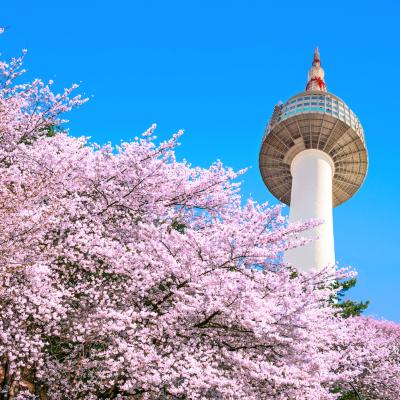 Mùa Xuân HÀN QUỐC: SEOUL - NGẮM HOA ANH ĐÀO, 5N4Đ, Tháng 3 - Tháng 5, Vietjet Air